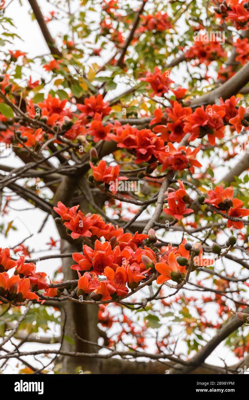 Fioritura di bombax ceiba o rosso albero di cotone Foto Stock