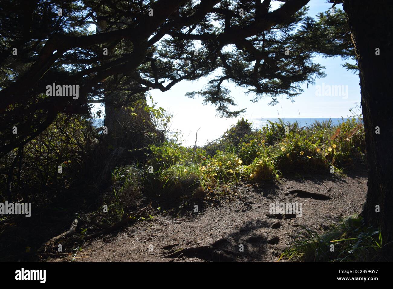 Il Lighthouse Trail si snoda lungo le scogliere di Tillamook Head nell'Ecola state Park, nella contea di Clatsop, sulla costa dell'Oregon, Stati Uniti. Foto Stock