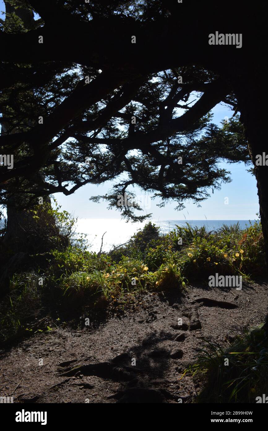 Il Lighthouse Trail si snoda lungo le scogliere di Tillamook Head nell'Ecola state Park, nella contea di Clatsop, sulla costa dell'Oregon, Stati Uniti. Foto Stock