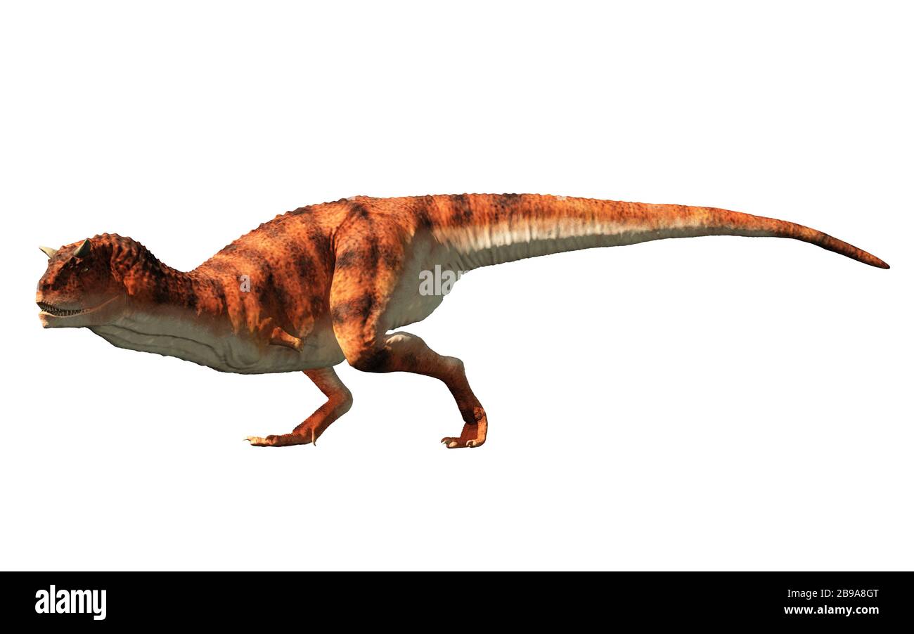 Carnotaurus era un dinosauro teropodico carnivoro con corna sulla sua testa  che viveva nell'era cretacea del Sud America. Su sfondo bianco. Rendering  3D Foto stock - Alamy
