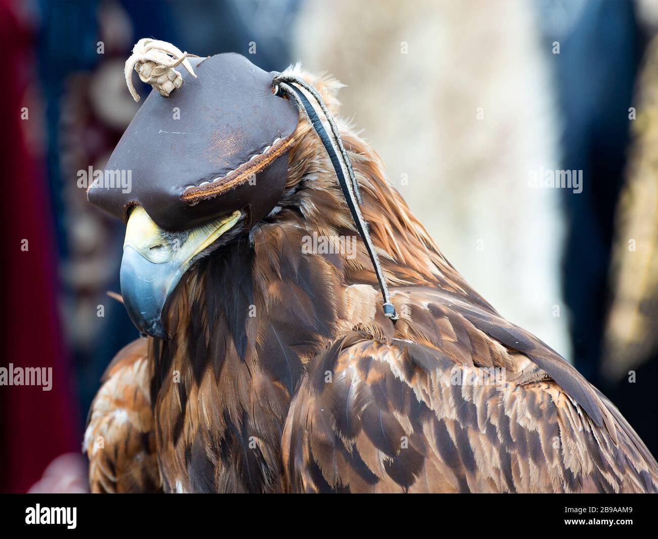 Falcon con con cappuccio in montagna vicino Almaty, Kazakistan. Uccello con bella piuma in giù nei colori marrone. Sfondo fuori fuoco. Foto Stock