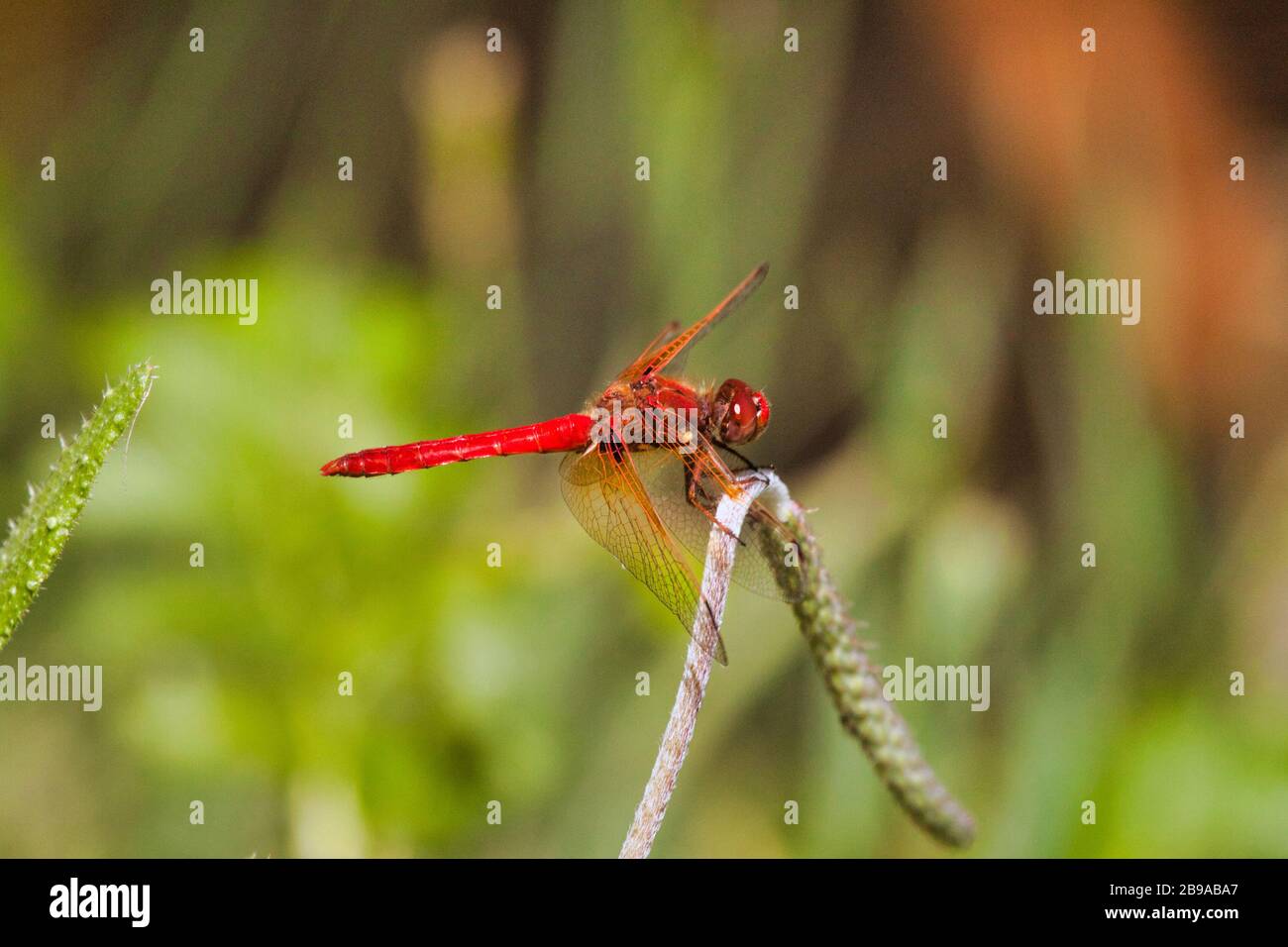 Libellula rossa di colore molto brillante appoggiata su una lama d'erba vicino all'apond. Foto Stock