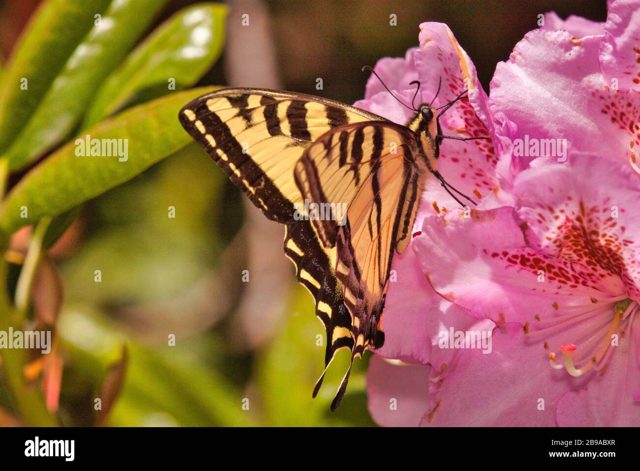 Vista laterale, primo piano di una coda di rondine gialla che si alimenta su una fioritura. Foto Stock