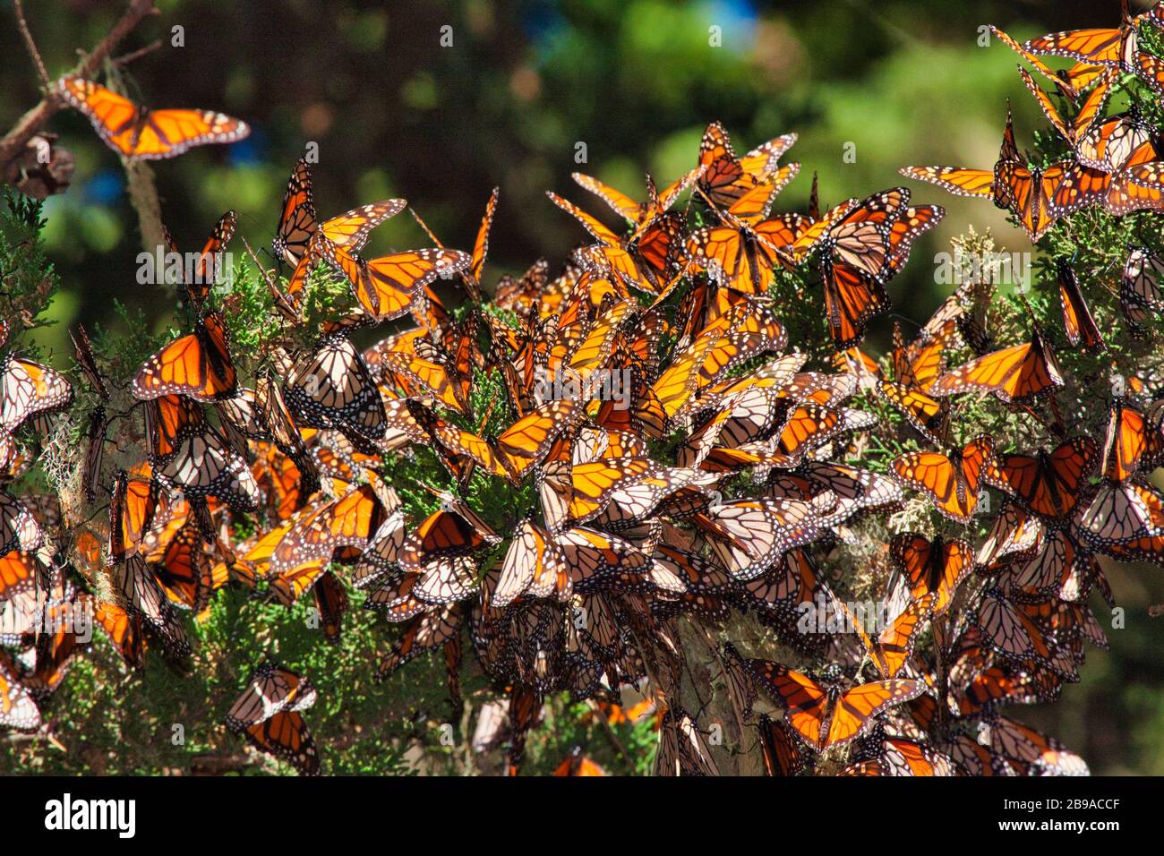 Cluster di molte farfalle Monarch nel lembo di un albero in Pacific Grove, CA. Foto Stock