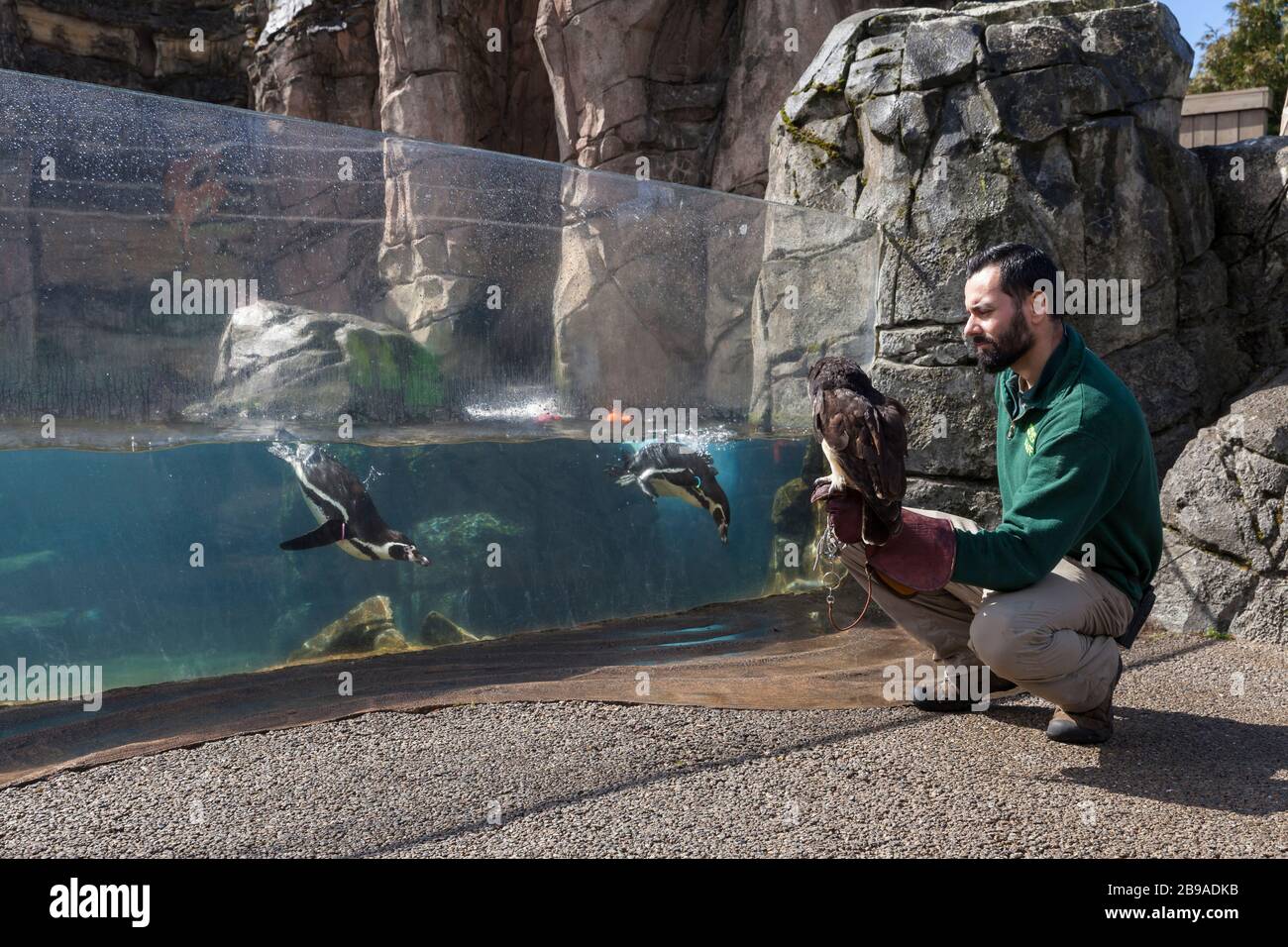 Il portiere degli animali Mike Cash tiene Coba la civetta Spectacled durante una passeggiata intorno al recinto dei pinguini durante la chiusura temporanea presso il Woodland Park Zoo di Seattle il 23 marzo 2020. Coba è uno degli animali ambasciatori che sono protagonisti dei programmi educativi dello zoo. Il parco temporaneamente chiuso al pubblico il 12 marzo 2020, a seguito della direttiva di Stato e funzionari di governo come misura per contribuire a rallentare la diffusione del romanzo coronavirus nella comunità. Foto Stock