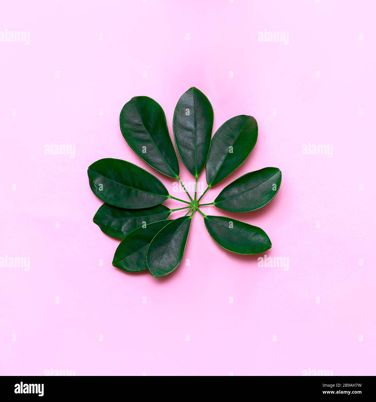 Foglie tropicali su sfondo rosa pastello. Concetto minimalista. Disposizione piatta Foto Stock