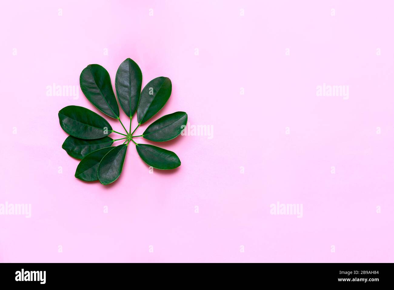 Foglie tropicali su sfondo rosa pastello. Concetto minimalista. Disposizione piatta Foto Stock