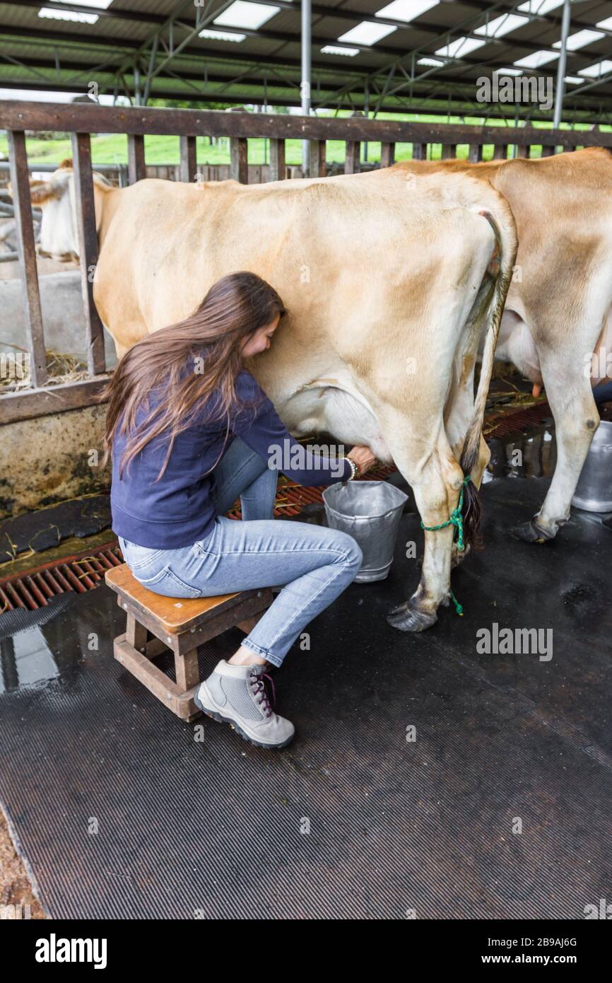 primo piano di una donna mungendo una mucca a mano Foto Stock