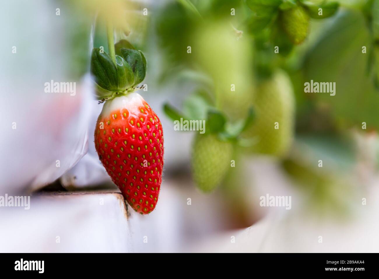 Fragole idroponiche che crescono all'interno di una piccola casa verde sulle montagne di Alajuela, Costa Rica Foto Stock