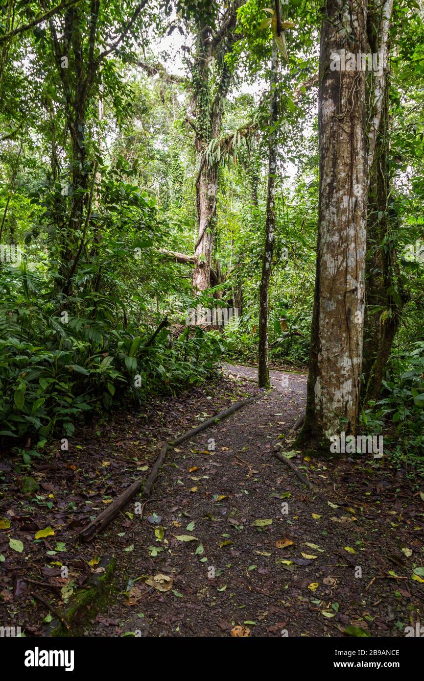 Camminando su un sentiero fangoso circondato da alti alberi e vegetazione abbondante nelle colline di Cartago, Costa Rica Foto Stock