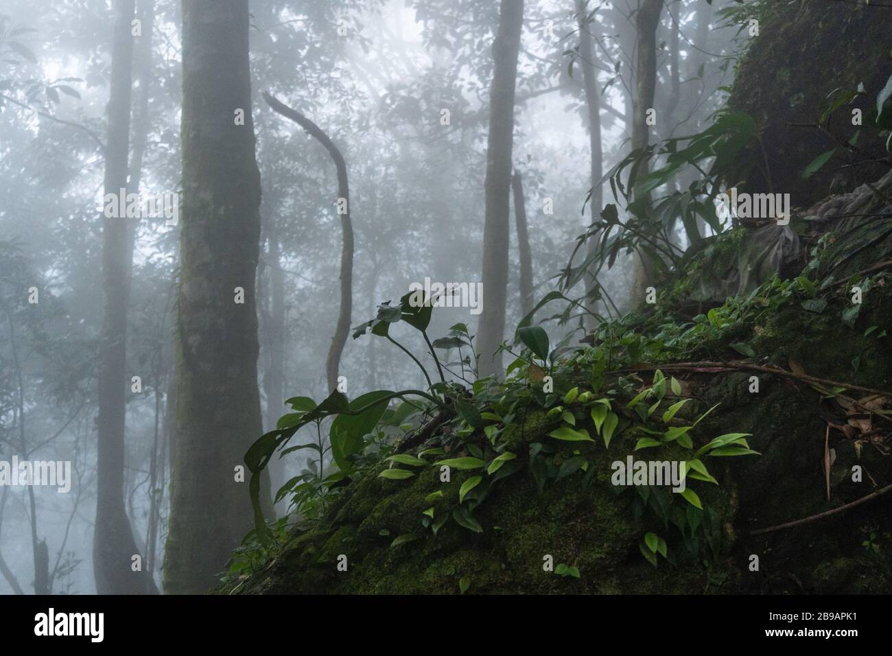 Alberi nella nebbia nelle montagne del Vietnam del Nord. Una serata misteriosa tra gli alberi. Foto Stock