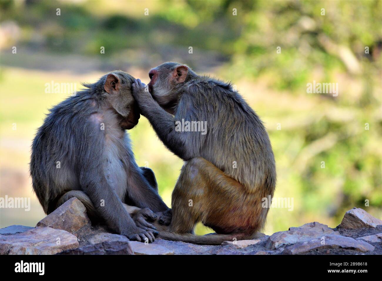 Una scimmia che aiuta l'altro cercando e mangiando pidocchi di testa, India Foto Stock