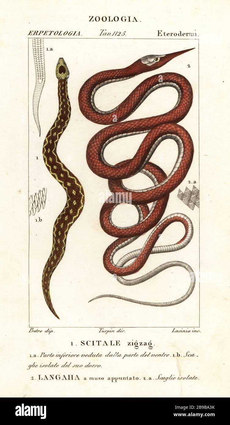 Vipera in scala di sega, Echis carinatus 1, e serpente a foglia di Madagascar, Langaha madagascariensis 2. Scitale zigzag, Langaha un muso aggiunto. Incisione a forma di copperplate a mano dal Dizionario delle Scienze naturali di Antoine Laurent de Jussieu, Firenze, Italia, 1837. Illustrazione incisa da Lasinio, disegnata da Jean Gabriel Pretre e diretta da Pierre Jean-Francois Turpin, e pubblicata da Batelli e figli. Turpin (1775-1840) è considerato uno dei più grandi illustratori botanici francesi del 19 ° secolo. Foto Stock