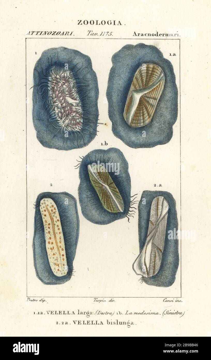 Gommone, marinaio a vento, vela viola, velella. 1,2. Velella larga, Velella bislunga. Incisione a forma di copperplate a mano dal Dizionario delle Scienze naturali di Antoine Laurent de Jussieu, Firenze, Italia, 1837. Illustrazione incisa da Corsi, disegnata da Jean Gabriel Pretre e diretta da Pierre Jean-Francois Turpin, e pubblicata da Batelli e figli. Turpin (1775-1840) è considerato uno dei più grandi illustratori botanici francesi del 19 ° secolo. Foto Stock