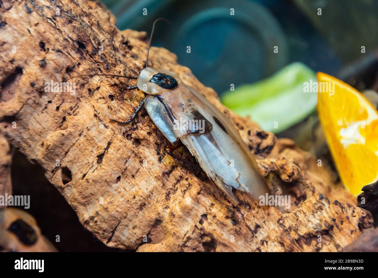 Un grande scarafaggio tropicale piano volante siede su un albero Foto Stock