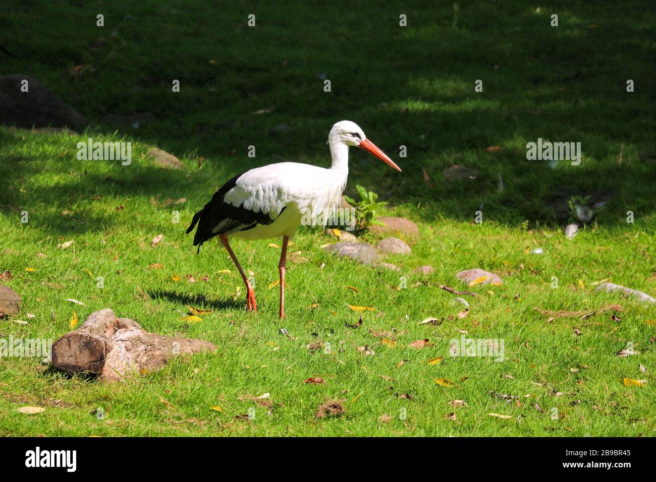 Una cicogna bianca sta camminando sull'erba verde e sta cercando il cibo Foto Stock