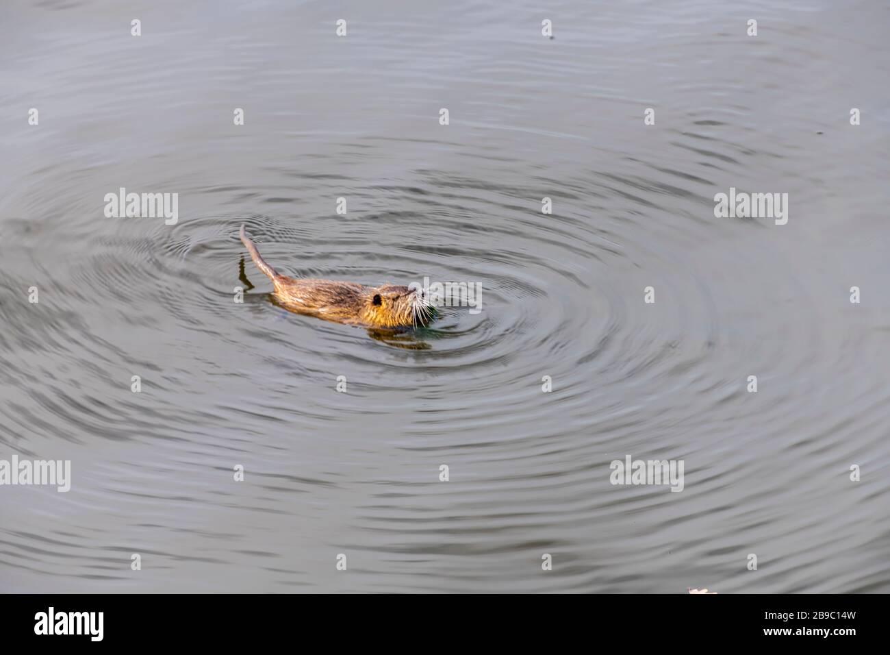Adulto beaver mangiare una pianta. Beaver in un lago. Beaver in acqua in serata. Foto Stock