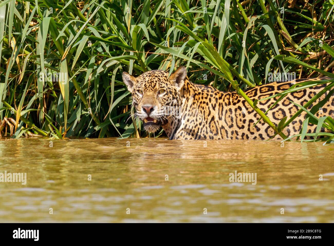 Giaguaro adulto nelle acque del fiume Cuba a Pantanal, Brasile Foto Stock