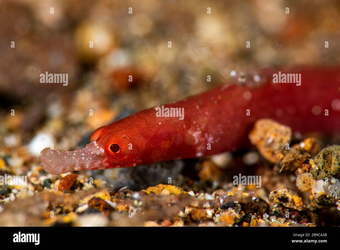 Un pepefish pigmy con un muso bianco cerca un pasto sul fondo del mare. Foto Stock