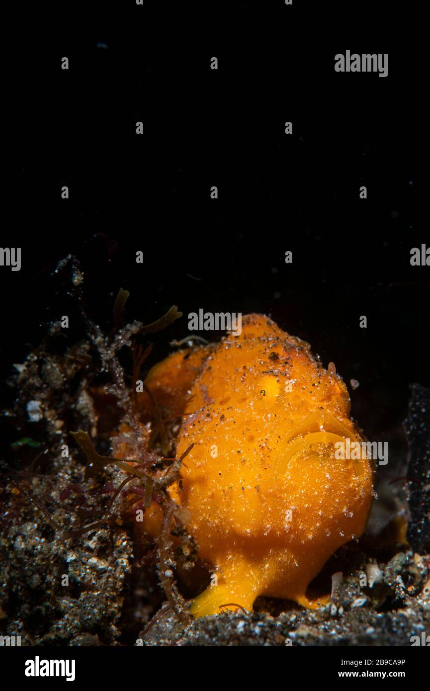 Un rana pescatrice d'arancia, Anilao, Filippine. Foto Stock