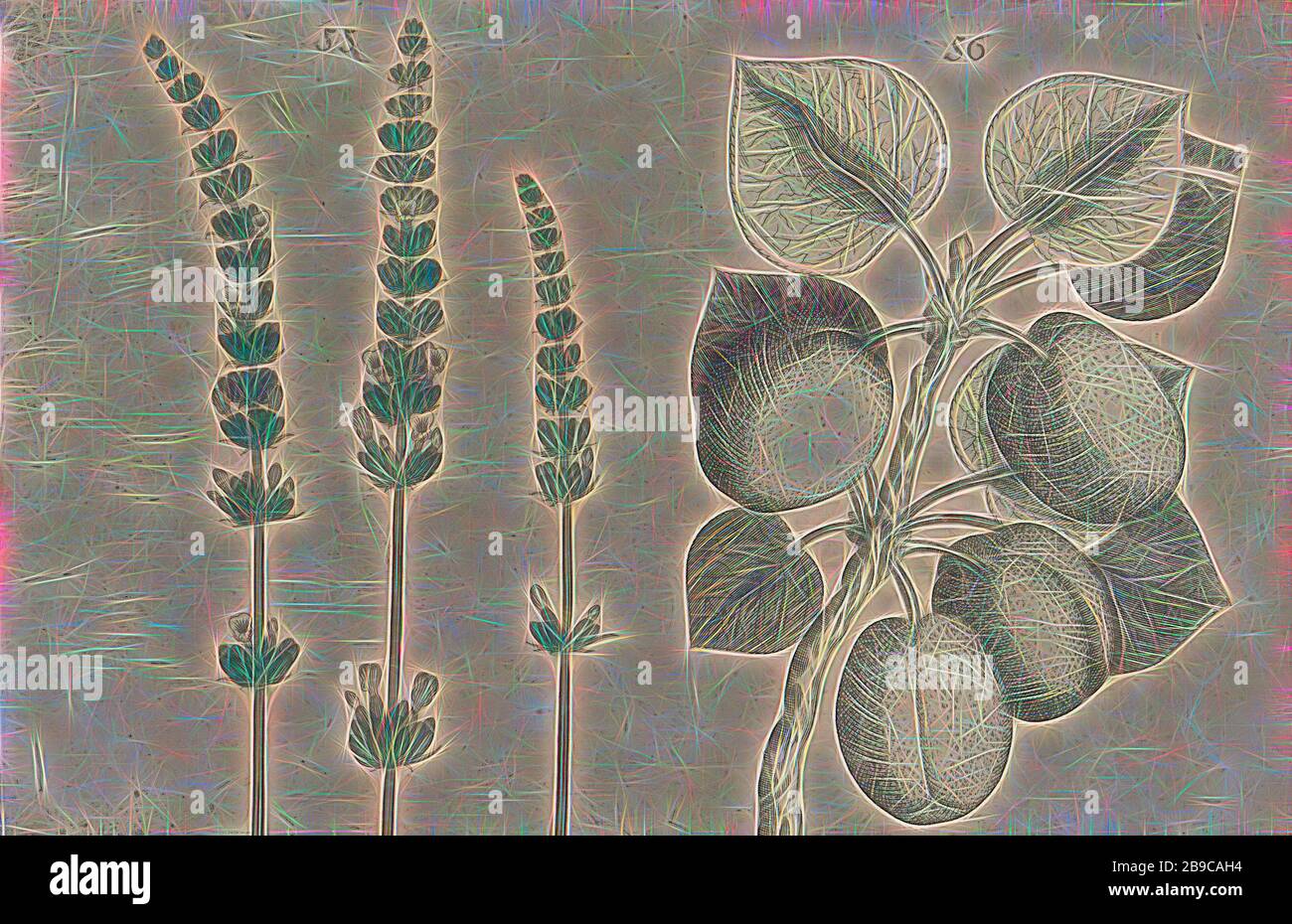 Lavanda (Lavandula angustifolia) e albicocca (Prunus armeniaca), lavanda e albicocca. Figg. 55 e 56 su un foglio numerato a mano 28. In: Anselmi Boetii de Boot I.C. Brugerensis & Rodolphi II. Imp. Romanzo medici a cubiculis Florum, Herbarum, ac fruttuum selectiorum icones, & vires pleraeque hactenus ignotÃ¦. Parte dell'album con fogli e piatti dell'erbario di De Boodt dal 1640. Il dodicesimo di dodici album con acquerelli di animali, uccelli e piante noti intorno al 1600, commissionato dall'imperatore Rudolf II, frutti (ALBICOCCA), anonimi, 1604 - 1632 e/o 1640, carta, inchiostro, acquerello (vernice), Foto Stock