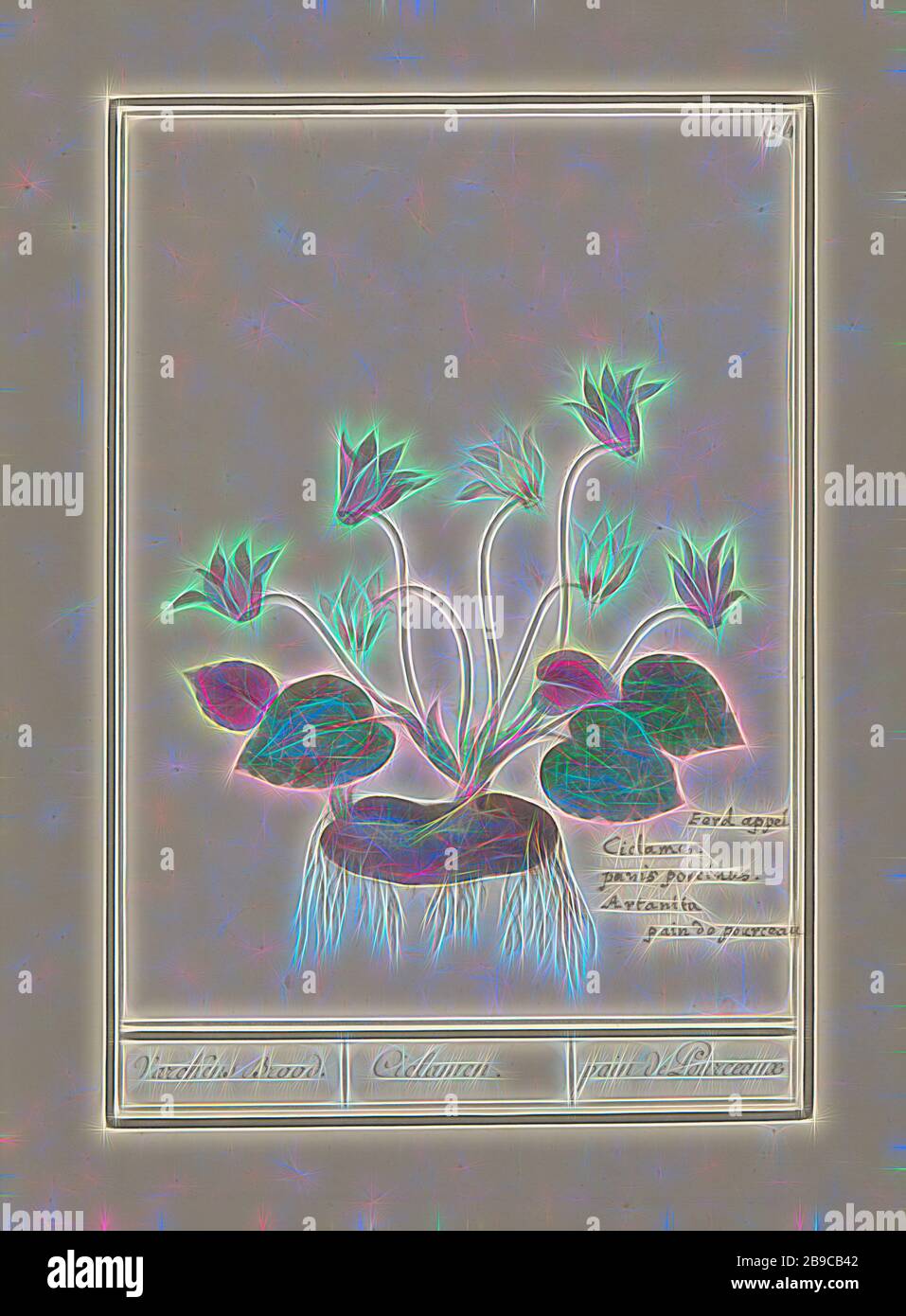 Ciclamino (ciclamino) pane di varckens. / Ciclamen. / Pain de Pourceaux (titolo su oggetto), ciclamino. Numerati in alto a destra: 104. Con il nome latino. Parte del secondo album con disegni di fiori e piante. Nono di dodici album con disegni di animali, uccelli e piante noti intorno al 1600, commissionato dall'imperatore Rudolf II Con spiegazione in olandese, latino e francese., Fiori (CON NOME), Anselmus Boetius de Boodt, 1596 - 1610, carta, acquerello (vernice), vernice coperta, inchiostro, penna, h 227 mm × w 168 mm, Reimagined by Gibon, disegno di calore allegro di luminosità e raggi di luce radianza. Classificazione Foto Stock