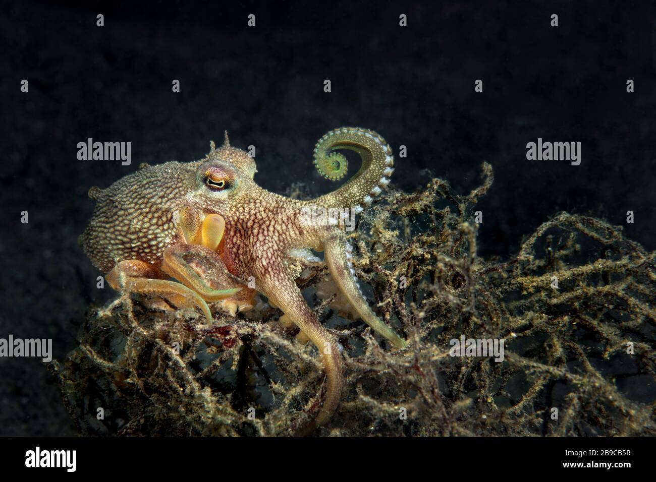 Un polpo di cocco fa la sua strada su un groviglio di alghe marine. Foto Stock