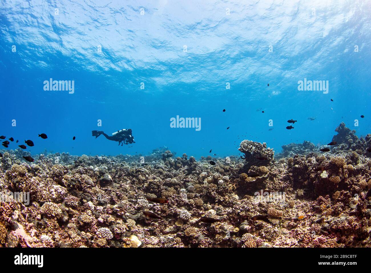 Un subacqueo esplora una vasta barriera corallina vicino a Rangiroa, Polinesia francese. Foto Stock