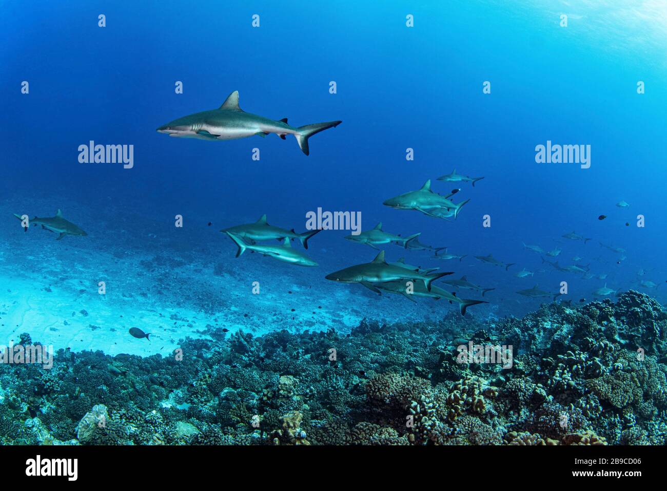 Gli squali nuotano nella corrente del South Pass nell'atollo di Fakarava, Polinesia Francese. Foto Stock