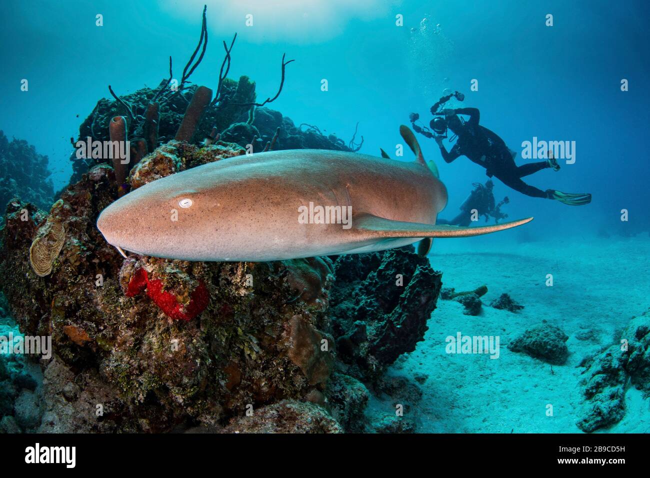 I subacquei osservano mentre uno squalo nutrice passa vicino, Mar dei Caraibi, Messico. Foto Stock