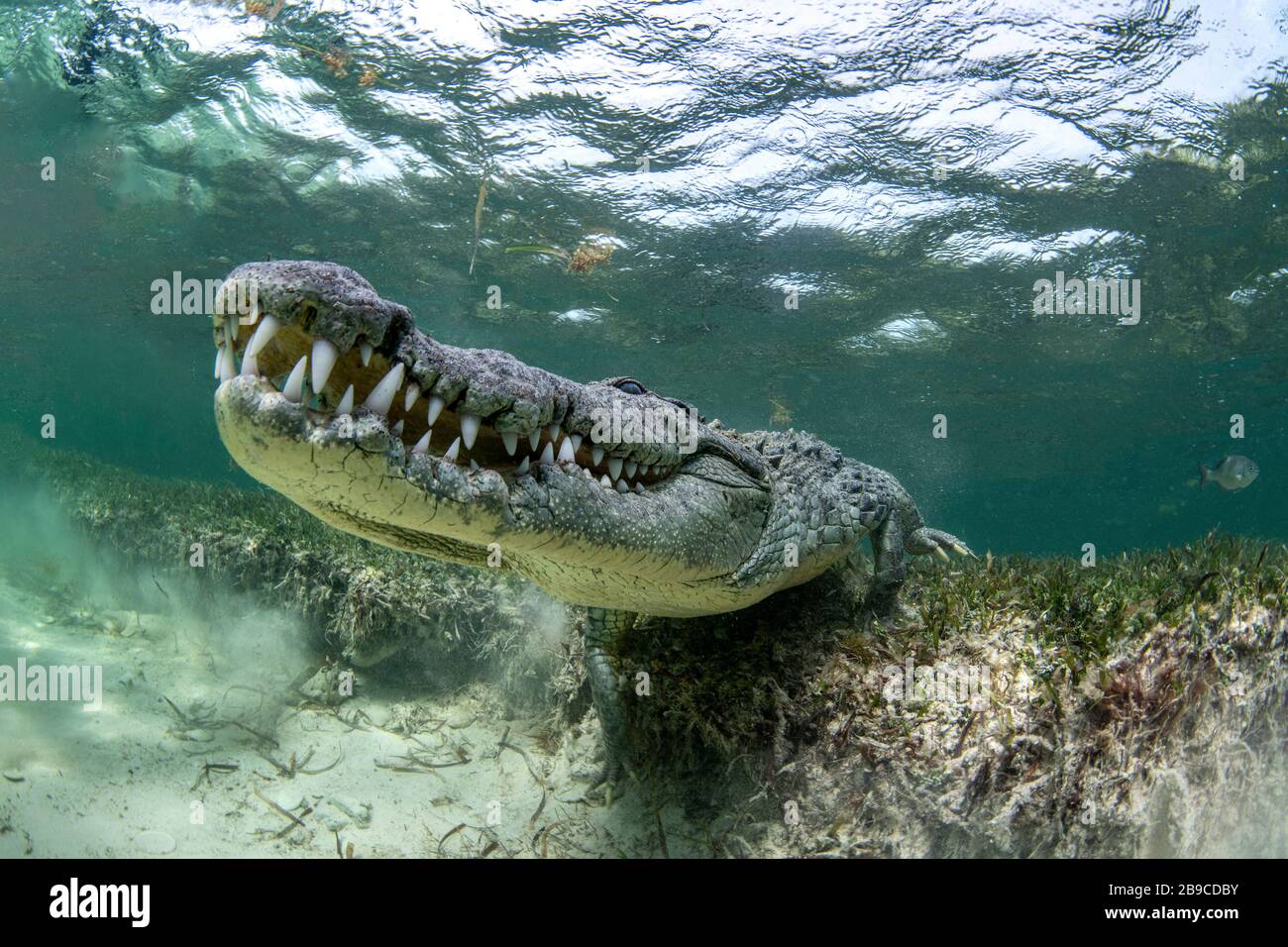 Un grande coccodrillo si aggirano sul fondo del mare, Mar dei Caraibi, Messico. Foto Stock