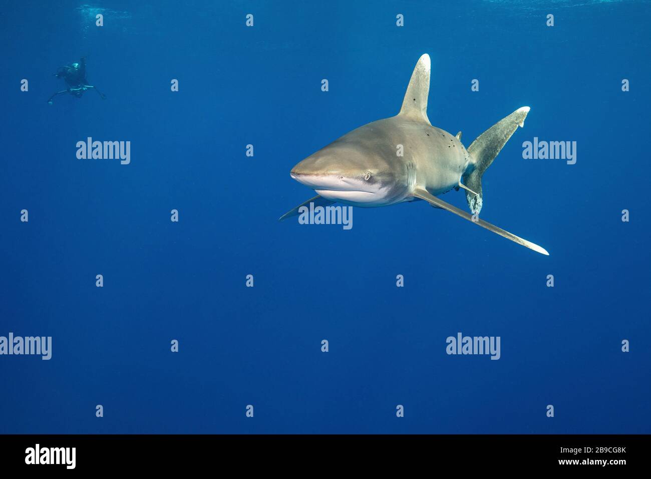 Uno squalo e un subacqueo godersi una nuotata insieme, Mar Rosso. Foto Stock