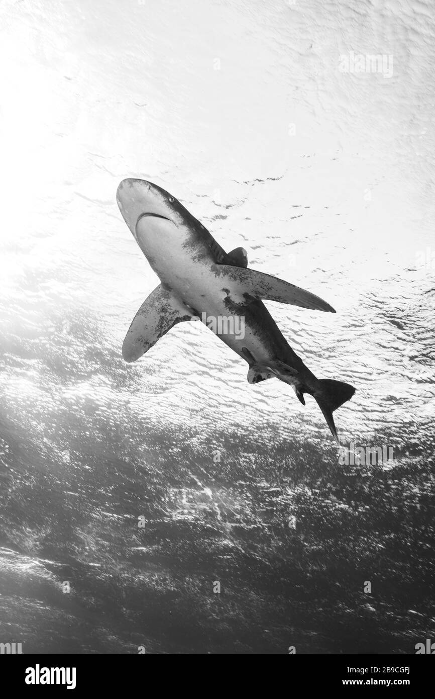 Una versione in bianco e nero di uno squalo oceanico con punta bianca, il Mar Rosso. Foto Stock