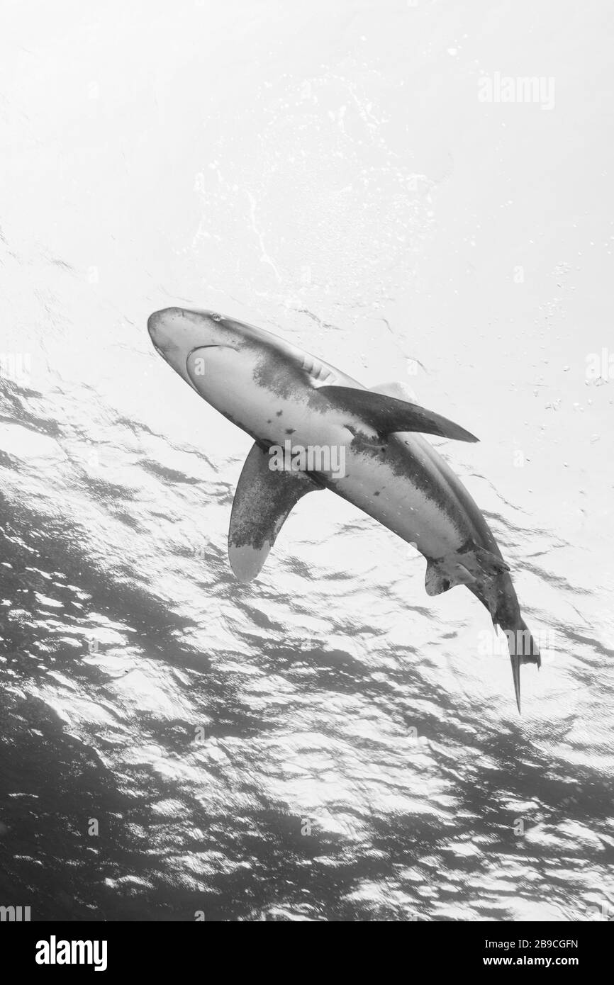 Uno squalo oceanico con punta bianca si protira appena sotto la superficie, il Mar Rosso. Foto Stock