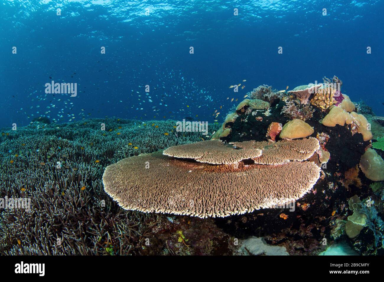Una tabella di coralli si aggira su una bella barriera corallina dura, Raja Ampat, Indonesia. Foto Stock