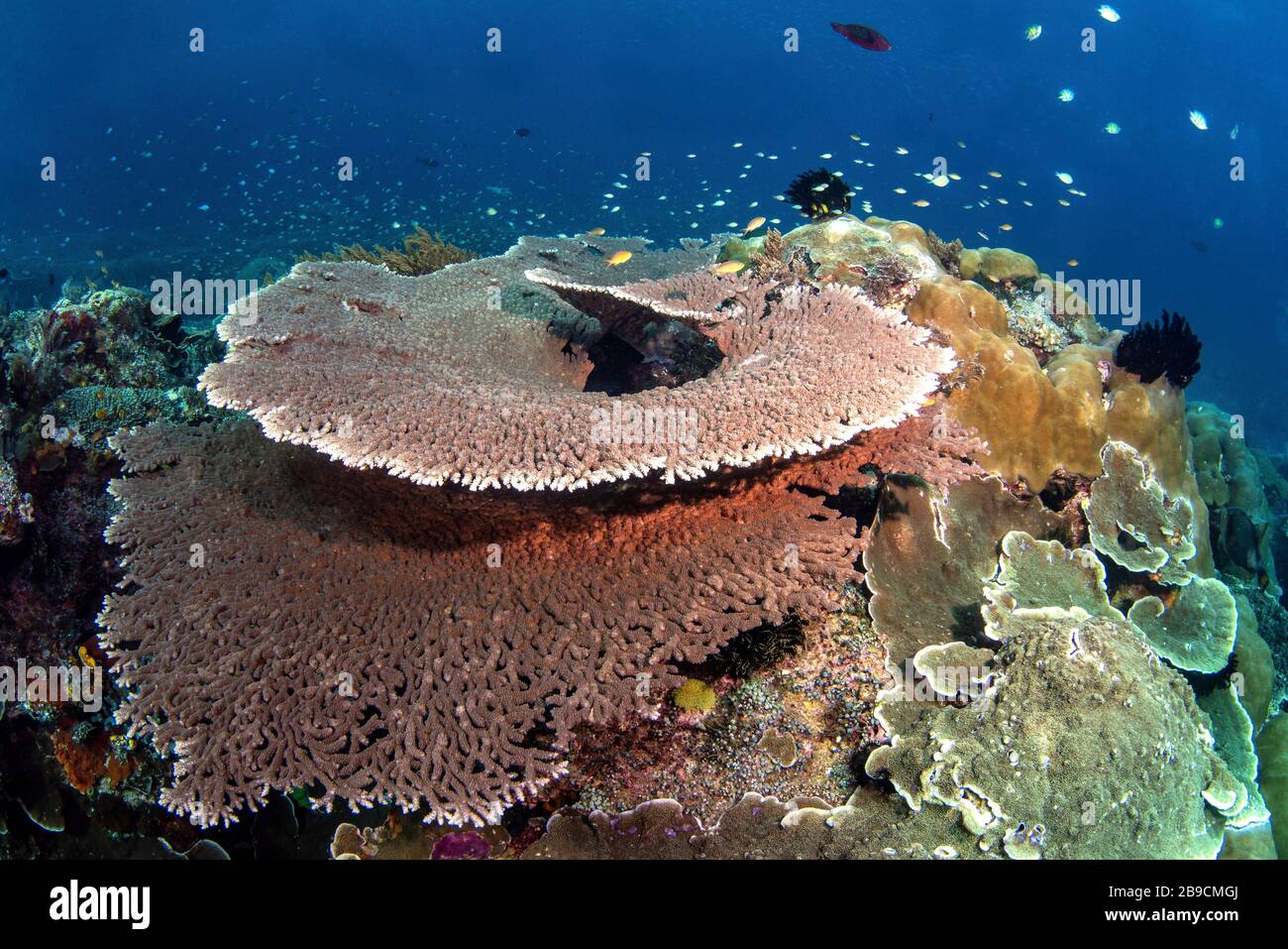 Enormi coralli da tavolo coprono una barriera corallina in Indonesia che brulica di pesce. Foto Stock