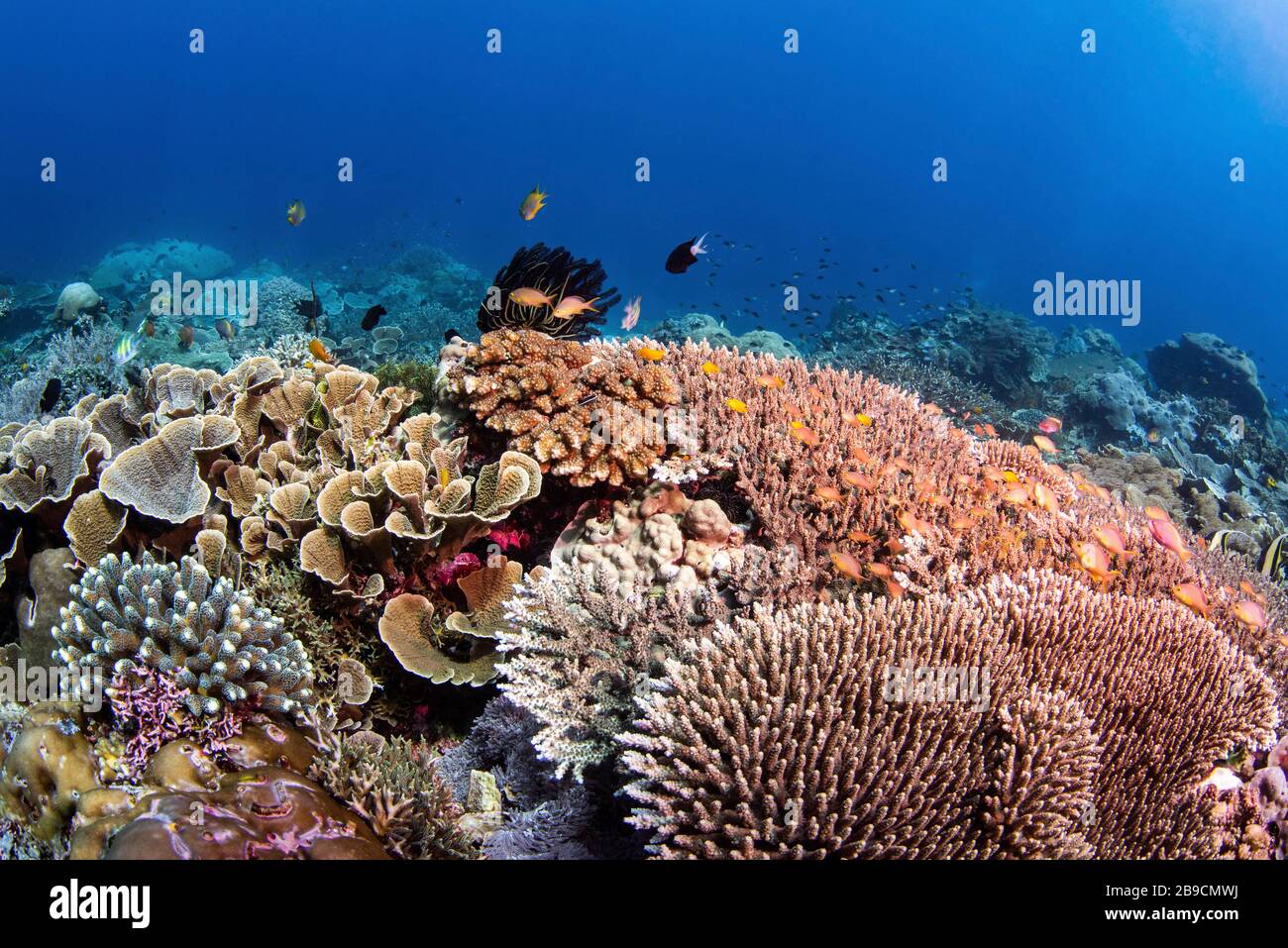 Una bella barriera corallina dura sostiene un ecosistema sano. Foto Stock