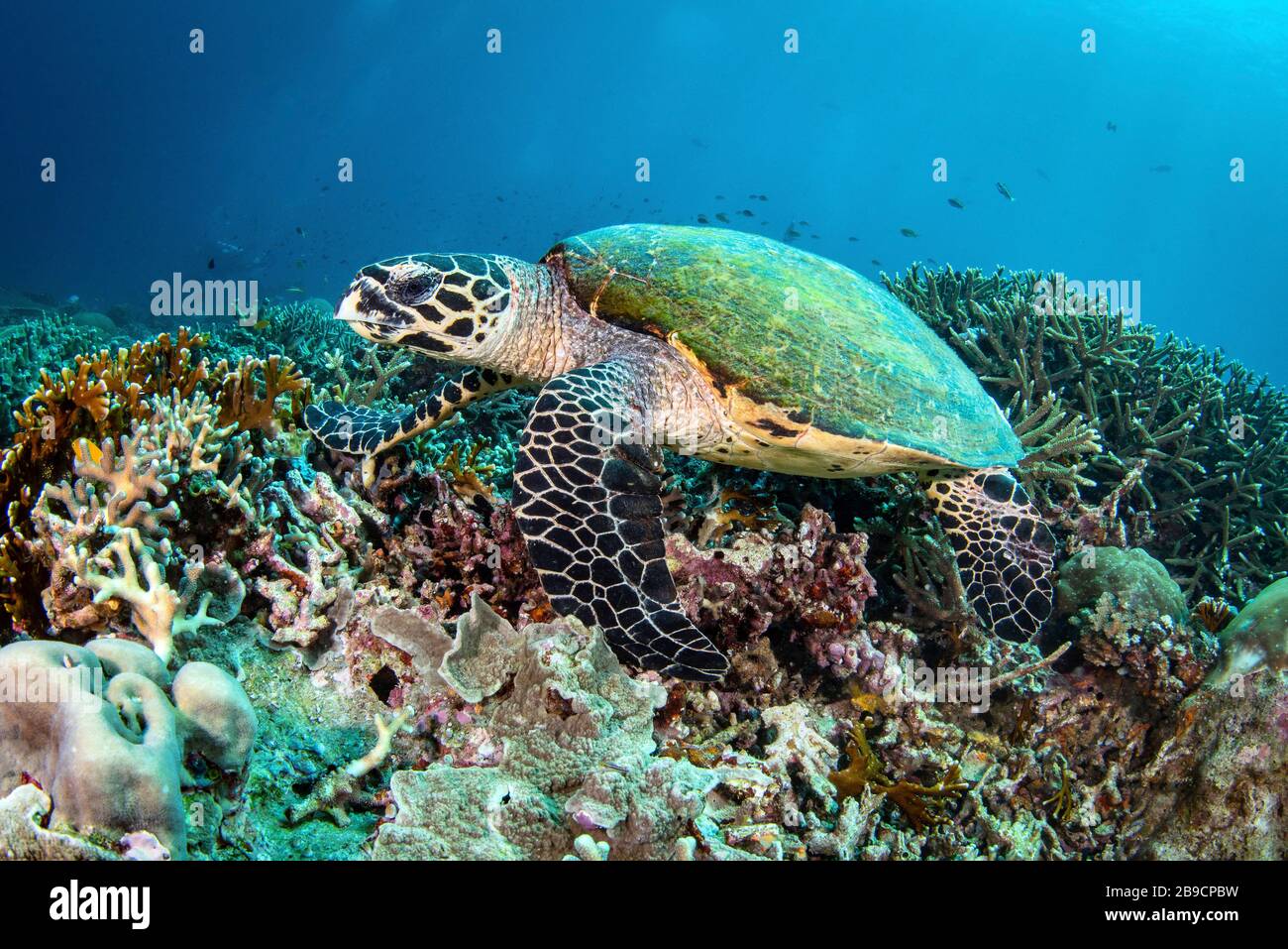 Una tartaruga di Hawksbill poggia su una barriera corallina, Raja Ampat, Indonesia. Foto Stock