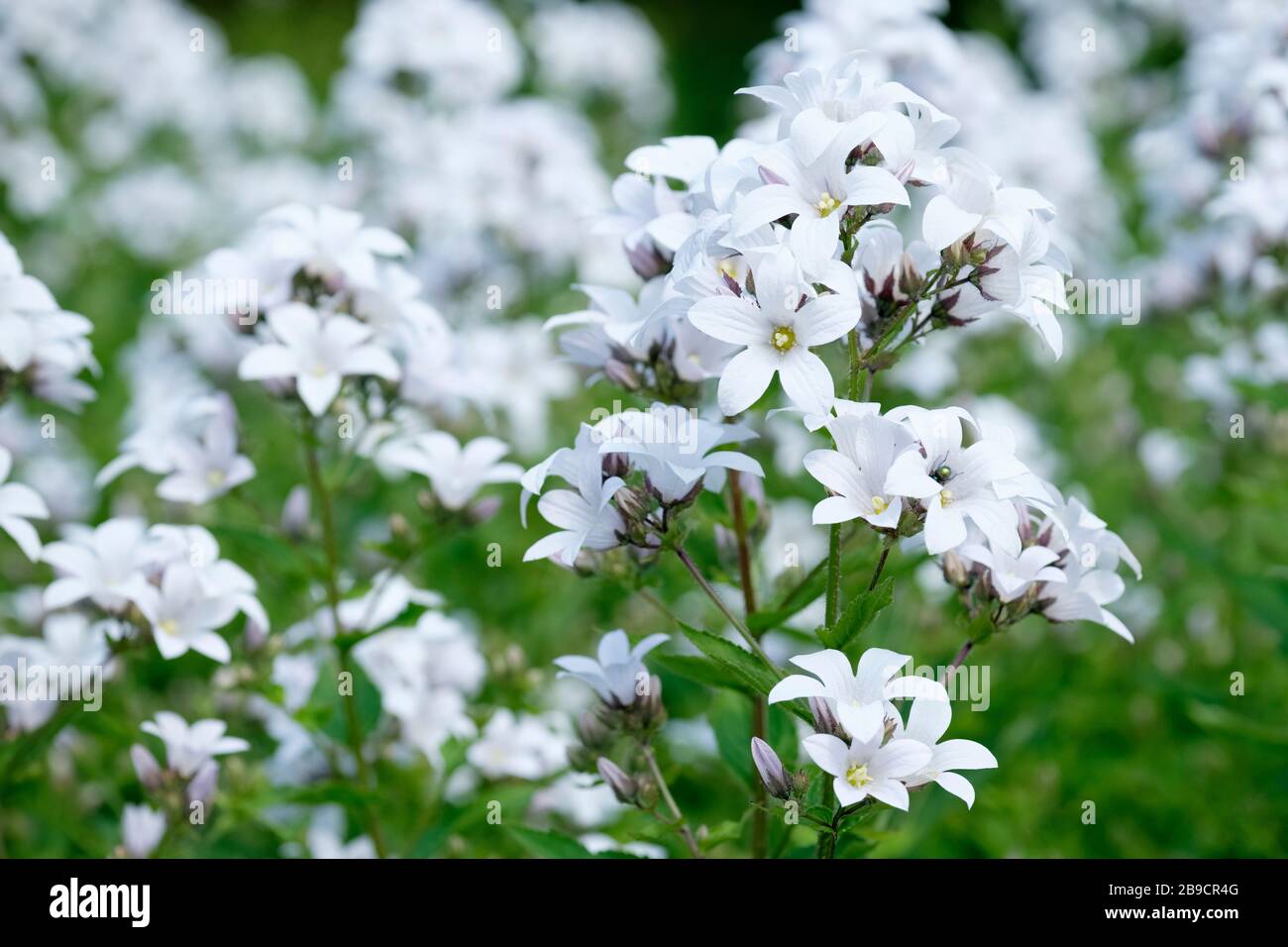 Fiori bianchi di Campanula lactflora Asendon Pearl noti anche come milky bellflower 'Asendon Pearl' Foto Stock