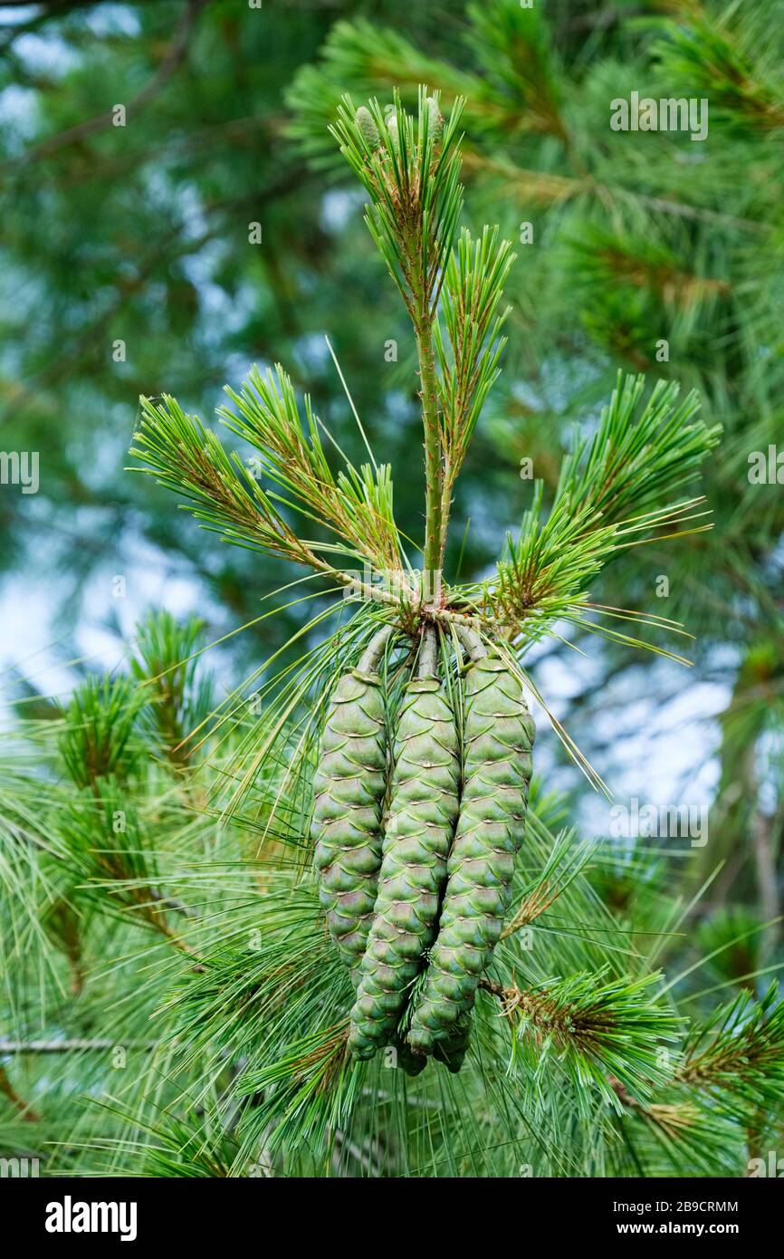 Nuova crescita del cono su una conifera Pinus wallichiana, Bhutan Pine, Pinus griffithii Foto Stock