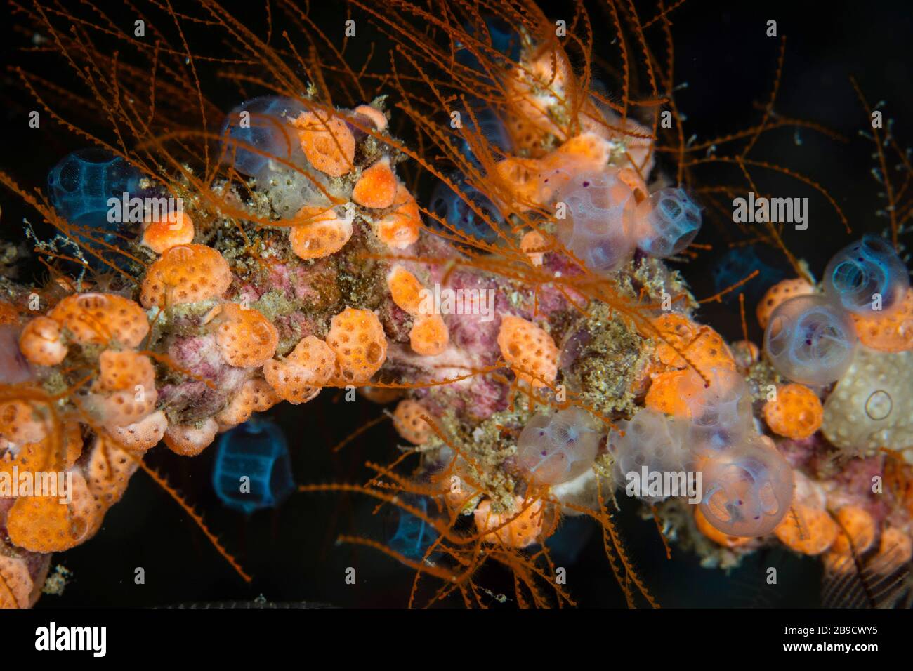 Tunicati vibranti e altri invertebrati prosperano su una barriera corallina. Foto Stock