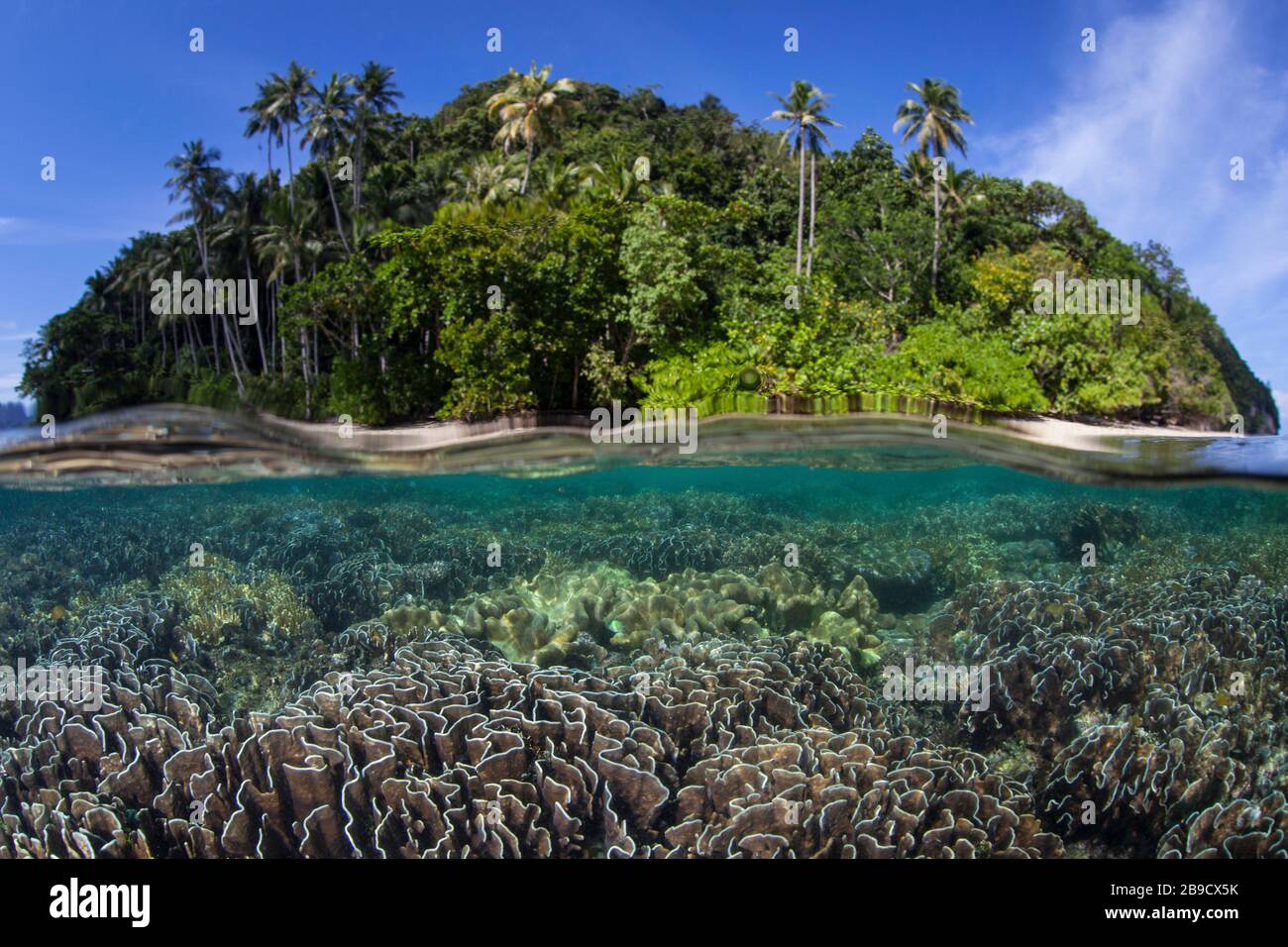 Una bella barriera corallina prospera intorno ad un'isola in una parte remota di Raja Ampat, Indonesia. Foto Stock