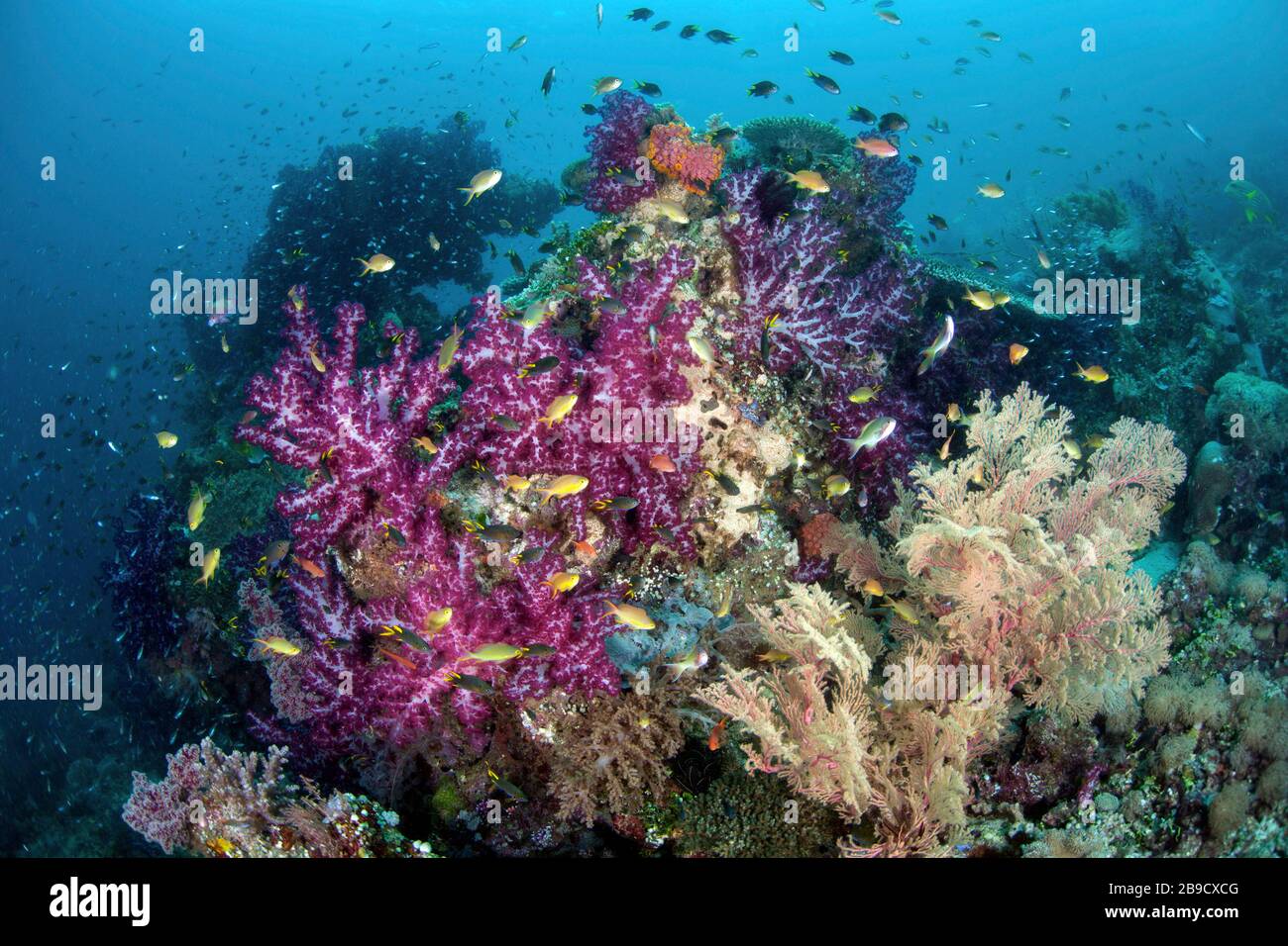 Una bella e vibrante barriera corallina cresce tra le isole tropicali di Raja Ampat, Indonesia. Foto Stock