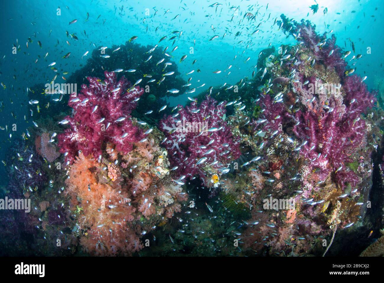 Una bella e vibrante barriera corallina cresce tra le isole tropicali di Raja Ampat, Indonesia. Foto Stock