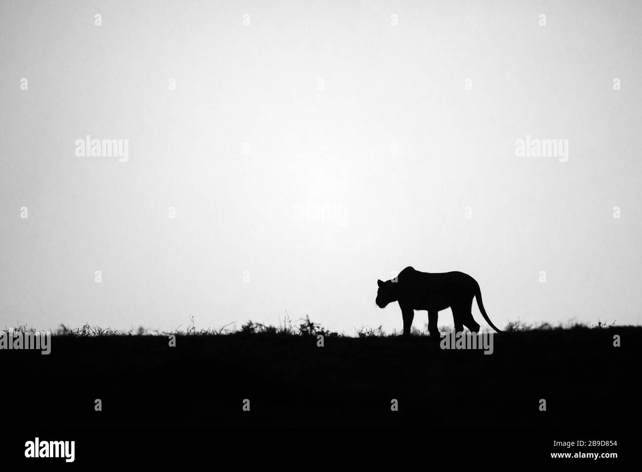 L'immagine del leone africano (Panthera leo) nel parco nazionale Masai Mara, Kenya Foto Stock