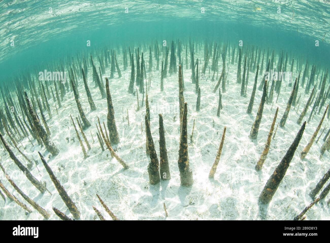 Le radici degli alberi neri di mangrovie, chiamati pneumatophores, sorgono dal fondo marino poco profondo. Foto Stock