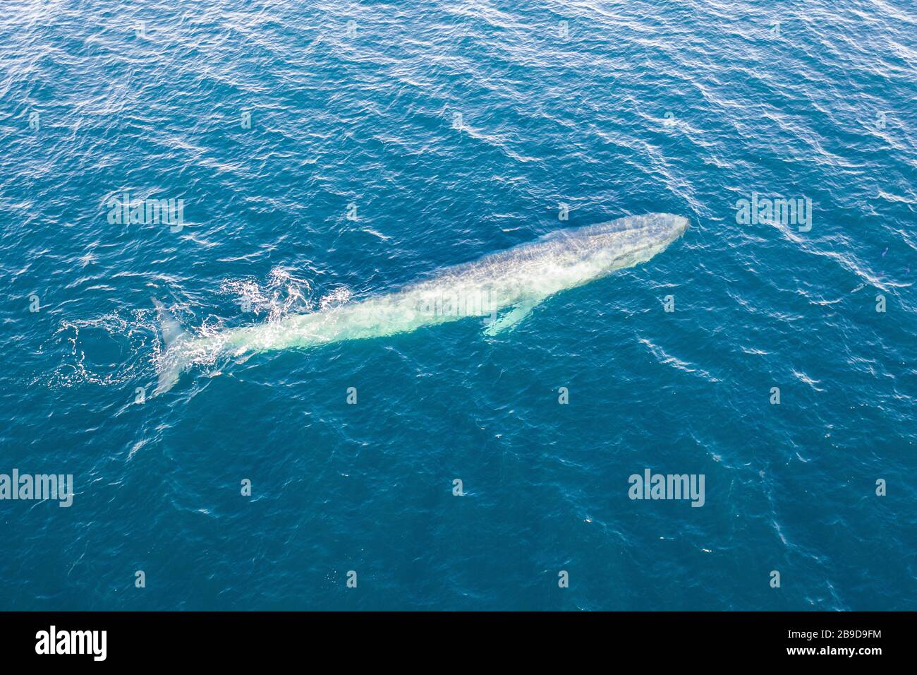 Una balena azzurra, Balaenoptera musculus brevicauda, sorge in superficie. Foto Stock