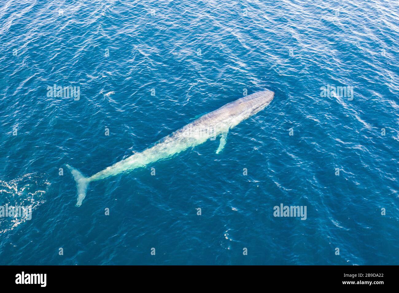 Una balena azzurra, Balaenoptera musculus brevicauda, sorge in superficie. Foto Stock