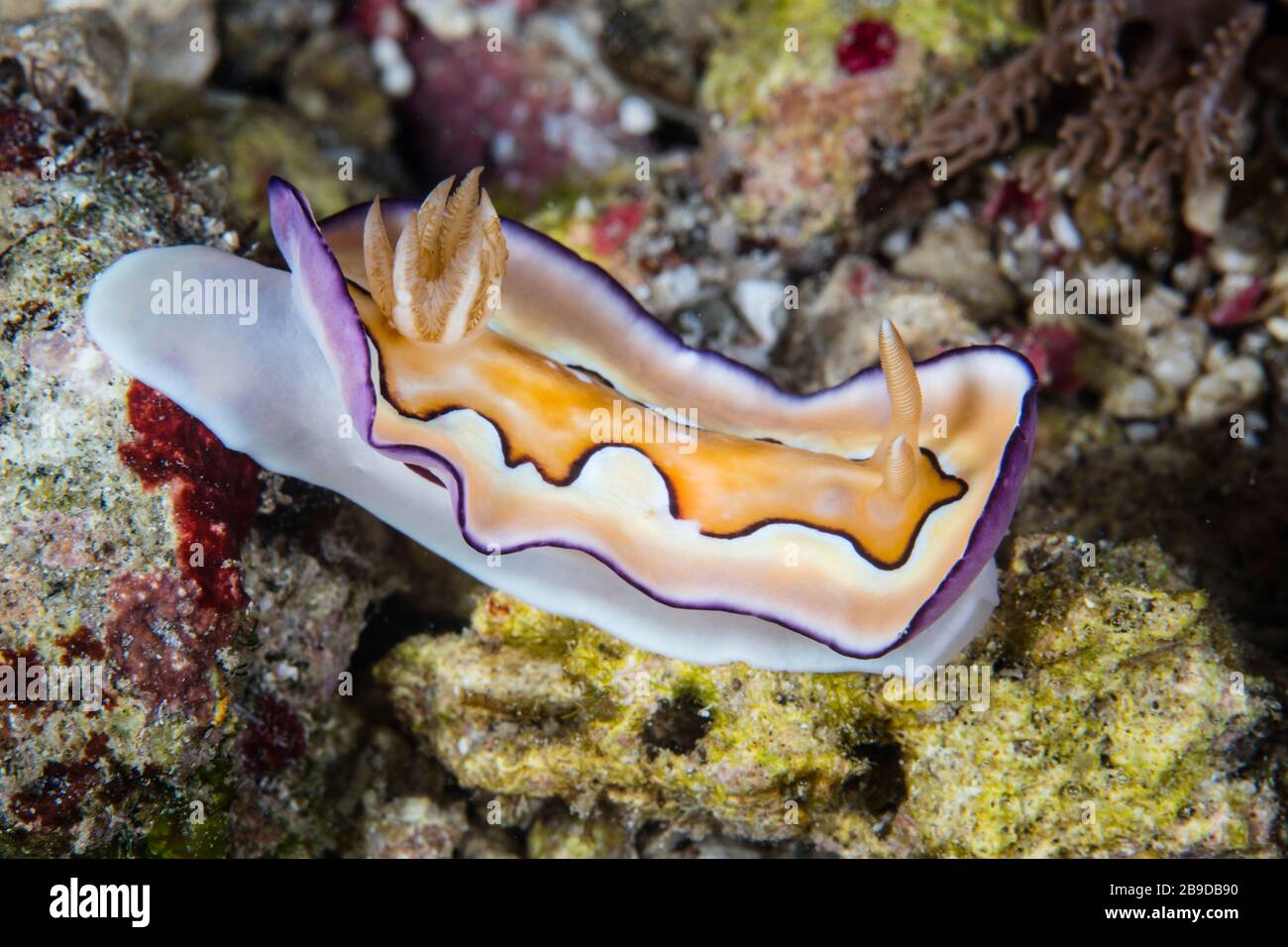 Un bellissimo nudibranco, Chromodoris coi, striscia attraverso il fondo marino. Foto Stock