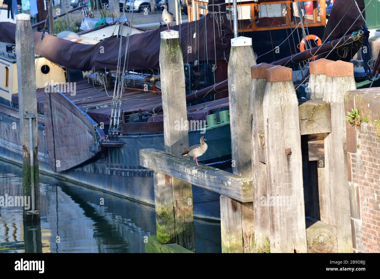 Primo piano di più barche a fondo piatto ormeggiate nel porto interno Oude Haven a Rotterdam, Paesi Bassi, con un'oca canadese in posa Foto Stock